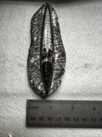 Natural Orthoceras Fossil Specimen #17