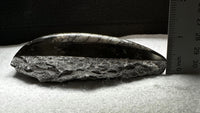 Natural Orthoceras Fossil Specimen #15