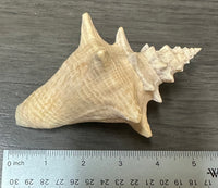 Assorted Shells for Crafts or Decor