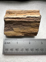 Petrified Wood Specimen #2