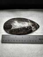 Natural Orthoceras Fossil Specimen #14