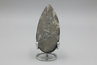 Natural Orthoceras Fossil Specimen #1