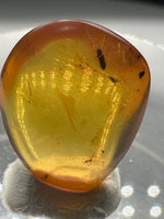 Fossil Insect Inclusion in Burmese Amber #2