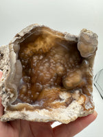Withlacoochee River Agatized Coral #4