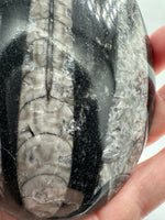 Natural Orthoceras Fossil Specimen #2