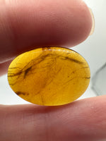 Fossil Insect Inclusion in Burmese Amber #1