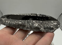 Natural Orthoceras Fossil Specimen #17
