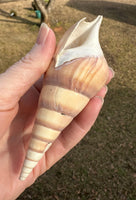 Assorted Shells for Crafts or Decor