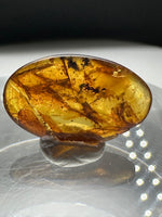 Fossil Insect Inclusion in Burmese Amber #5