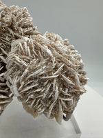 Selenite "Desert Rose," Samalayuka Desert, Chihuahua, Mexico #2