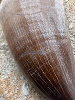 Mosasaur Tooth, Cretaceous, Oulad, Abdoun, Morocco