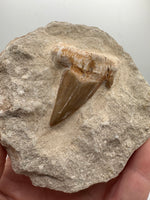 Otodus Shark Tooth, Eocene, Khouribga, Morocco on Matrix #2
