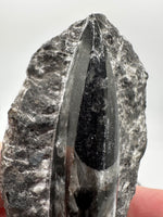 Natural Orthoceras Fossil Specimen #17