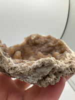 Withlacoochee River Agatized Coral #9