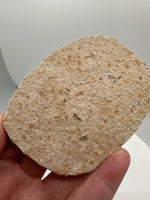 Fossil Fish, Eocene, Green River, Kemmerer, WY