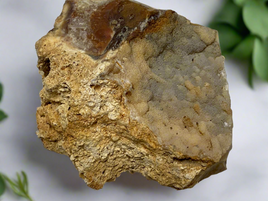 Savannah River Agate Specimen #27