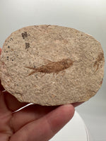 Fossil Fish, Eocene, Green River, Kemmerer, WY