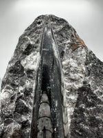 Natural Orthoceras Fossil Specimen #13