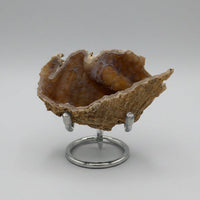 Withlacoochee River Agatized Coral #13