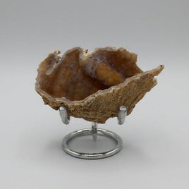 Withlacoochee River Agatized Coral #13