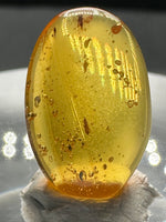 Fossil Insect Inclusion in Burmese Amber #3