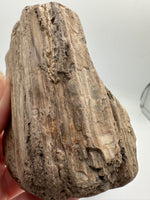 Petrified Wood Specimen #1