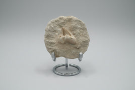 Otodus Shark Tooth, Eocene, Khouribga, Morocco on Matrix #3