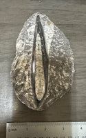 Orthoceras Fossil #12