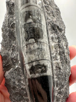 Natural Orthoceras Fossil Specimen #8