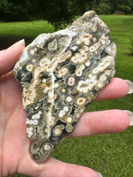 8th Vein Ocean Jasper Slab #30