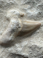 Otodus Shark Tooth, Eocene, Khouribga, Morocco on Matrix #3