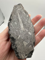 Natural Orthoceras Fossil Specimen #5