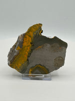 Bumblebee Jasper, Java, Indonesia #4
