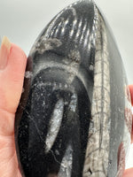 Natural Orthoceras Fossil Specimen #2