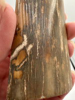 Woolly Mammoth Ivory, Pleistocene, Siberia, Russia
