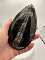 Natural Orthoceras Fossil Specimen #3