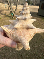 Assorted Shells for Crafts or Decor