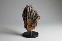Natural Amber Calcite Raw Specimen UV Reactive #12