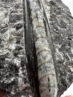 Natural Orthoceras Fossil Specimen #13