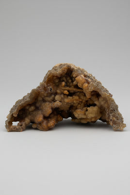 Withlacoochee River Agatized Coral #10