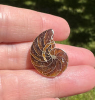 Polished Ammonite Fossil #3