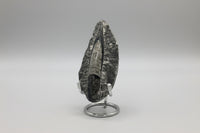 Natural Orthoceras Fossil Specimen #6