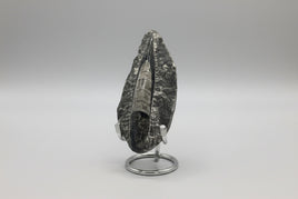 Natural Orthoceras Fossil Specimen #6