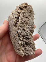 Withlacoochee River Agatized Coral #14