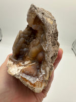 Withlacoochee River Agatized Coral #4