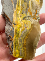 Bumblebee Jasper, Java, Indonesia #5