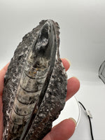 Natural Orthoceras Fossil Specimen #15