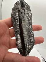 Natural Orthoceras Fossil Specimen #17