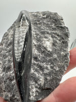 Natural Orthoceras Fossil Specimen #10