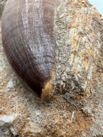 Mosasaur Tooth, Cretaceous, Oulad, Abdoun, Morocco
